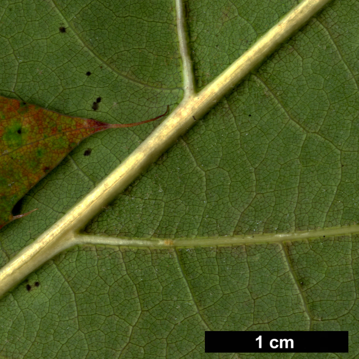 High resolution image: Family: Fagaceae - Genus: Quercus - Taxon: ×hawkinsiae (Q.rubra × Q.velutina)